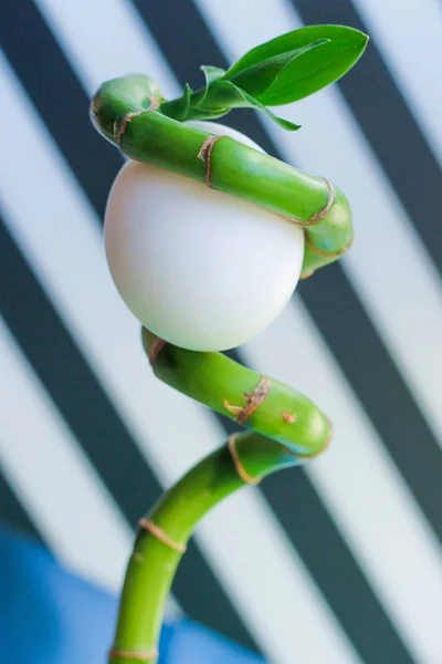 Bambu SAP yaratıcı yumurta. siyah ve beyaz çizgili karşı. — Stok fotoğraf