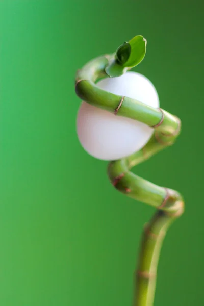 Creative egg in a stalk of bamboo.photo reminiscent of the image of a woman in a beautiful headdress. — Stock Photo, Image