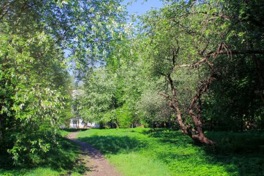 Baharda Parkta yürümek. sıcak güneşli gün. ağaçlar güzel çiçek.