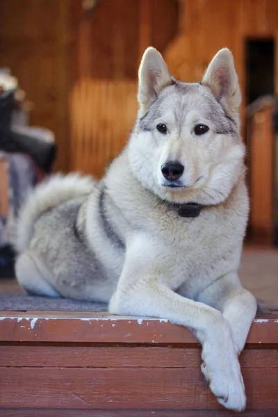 Raça cão de caça branco Laika descansando no chão. mascote . — Fotografia de Stock