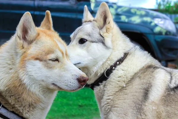 两只狗: 白色狩猎品种哈士奇和哈士奇嗅对方。照片中的爱和温柔的想法. — 图库照片