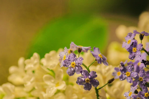 Beyaz leylak sapı ve unut-me-ın bir çiçek çiy damlaları yakın çekim. background.spring, yumuşak bokeh — Stok fotoğraf