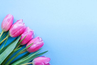 Mavi background.flowers bir hediye olarak üzerinde pembe laleler