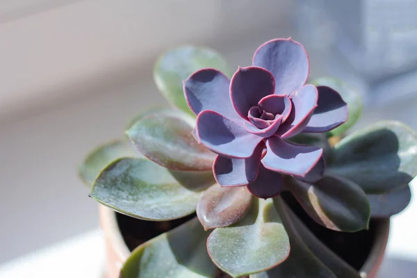 Sulu Echeveria. Renkli rozetler ile evergreen sulu çok yıllıklar veya subshrubs
