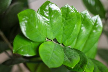 bir ev bitkiyeşil sulu yaprakları.parlak yeşil ferahlatıcı renk.