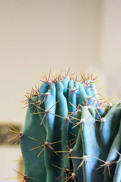Pionowe zdjęcie kaktusów rosnących w tropikalnej szklarni. Kaktusy z cierniami. — Zdjęcie stockowe