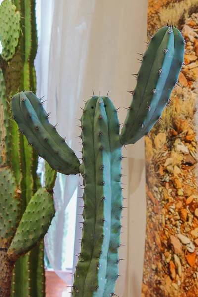Pionowe zdjęcie kaktusów rosnących w tropikalnej szklarni. Kaktusy z cierniami. — Zdjęcie stockowe