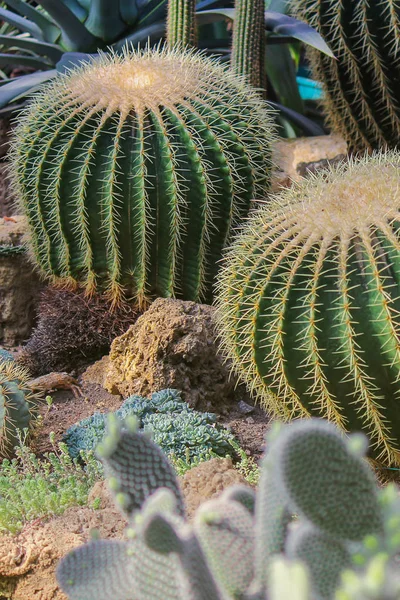 Tropikalna roślinność, duże okrągłe kaktusy z ostrymi igłami. Zdjęcie pionowe — Zdjęcie stockowe