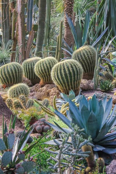 tropical vegetation, large round cacti with sharp needles. Vertical photo