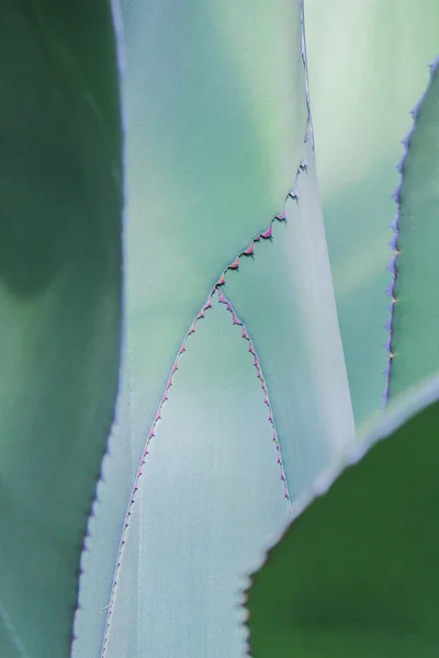 La plante d'agave se referme. texture de feuilles vertes denses . — Photo