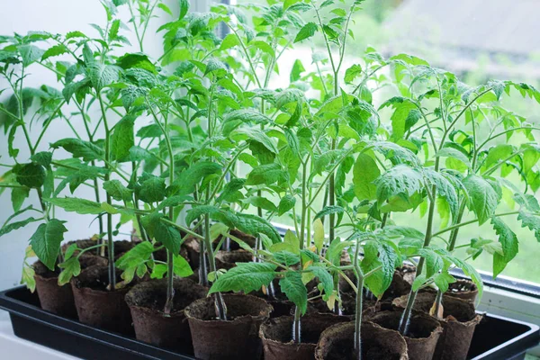 Tomato seedlings are grown on the window in the spring. many peat pots stand in rows. — Stock Photo, Image