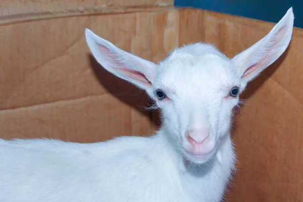 Een witte geit met grote oren en blauwe grote ogen. Landbouwhuisdieren. — Stockfoto