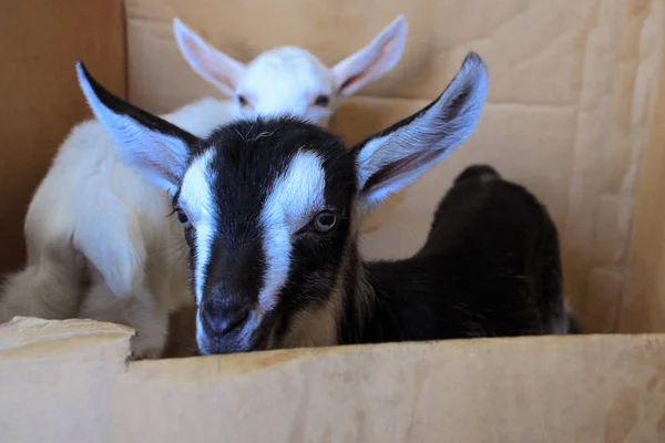 Cabra pequena preta e branca com orelhas grandes em primeiro plano. Atrás está uma cabra branca. animais de exploração . — Fotografia de Stock