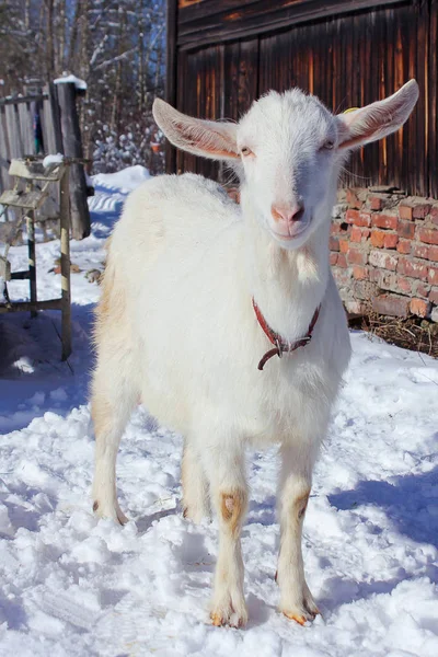 Adult white goat walks in the winter on the street. around snow, Sunny day — Stock Photo, Image