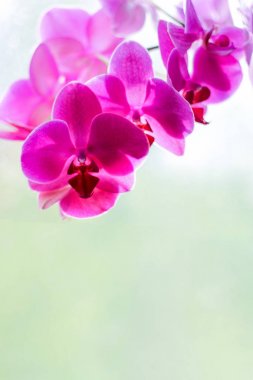 pembe ve beyaz Phalaenopsis veya Orkide çiçek. Çiçek arka plan. Seçici focus.copy space