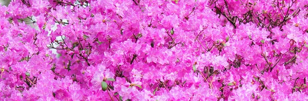 Bandeira com a imagem de arbusto de floração rosa, rododendro. muitas flores pequenas em um só lugar. lugar para texto . — Fotografia de Stock