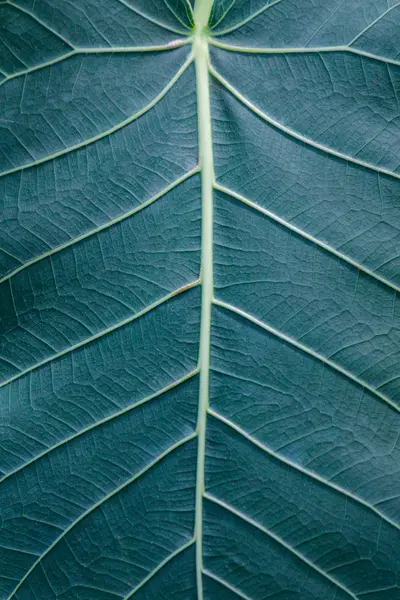 Het blad van een plant macro geschoten. mooie textuur van de plant met aderen en cellen. — Stockfoto