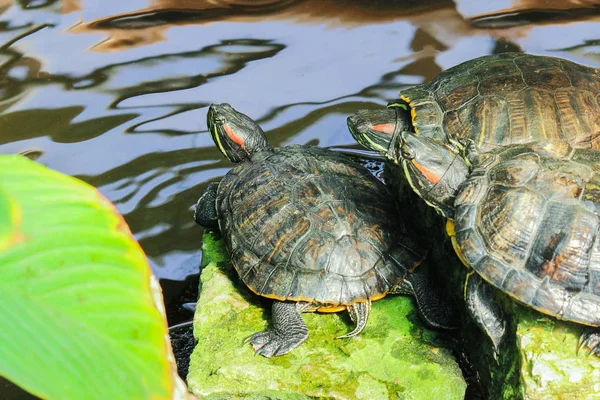 three water turtles sit on the shore of the pond.