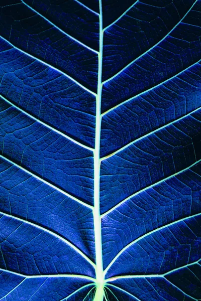 Bir bitkinin yaprağı büyük kaldırıldı. güzel mor arka plan. Makro. — Stok fotoğraf