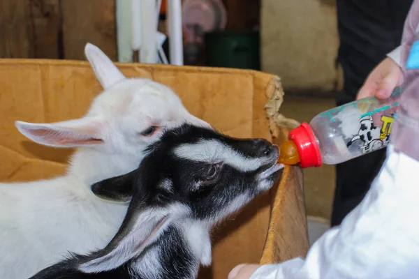 Nourrir les animaux de lait d'une bouteille. petites chèvres noires et blanches et blanches avec de grandes oreilles dans une boîte. animaux de ferme — Photo