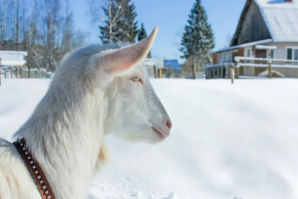 大人の白いヤギは通りで冬を散歩します。雪の周り、晴れた日 — ストック写真