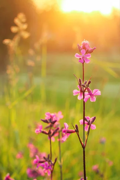 Pink delicate wildflowers at sunset. bright summer photo. — Stock Photo, Image