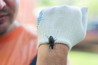 Böcek fobisi. erkek kolunda büyük bir kara böcek. el bir eldiven tarafından korunur.