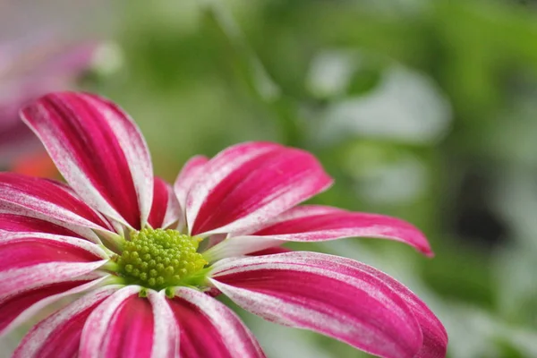 yeşil arka plan üzerinde pembe krizantem çiçek. Yaz