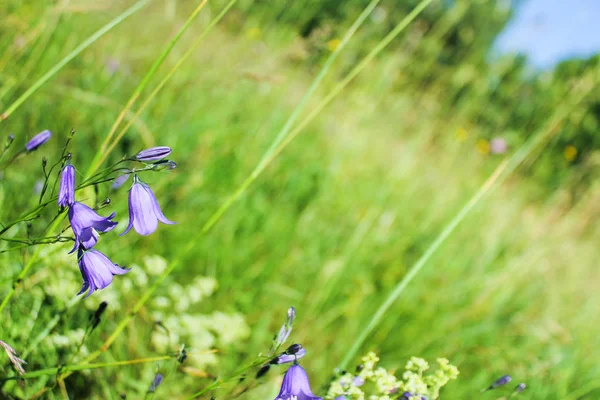 Wildflowers in summer.delicate purple bells on a background of green grass — Stock Photo, Image