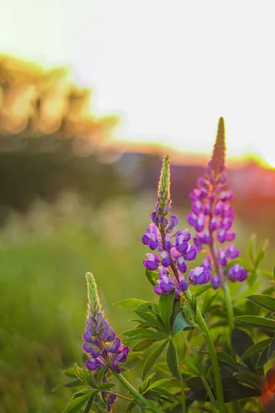 Summer warm evening, purple lupins at sunset in the field. bright summer photo. — Stock Photo, Image
