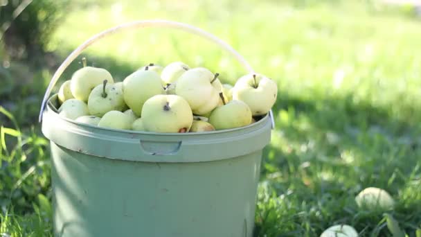 Harvest. collected in a bucket of yellow-green apples. warm summer evening — Stock Video