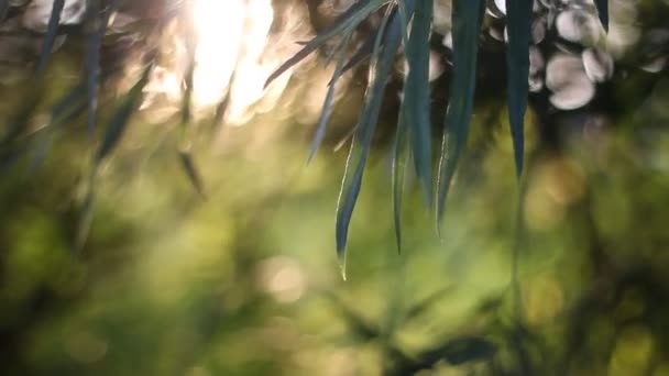 太阳光线穿过树叶. — 图库视频影像