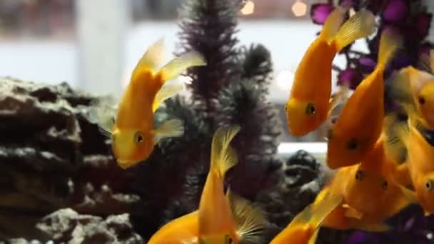 Een kudde goudvis in het aquarium. zeeleven zwemmen in het water. Close-up — Stockvideo