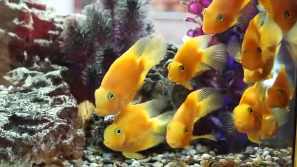 Un troupeau de poissons rouges dans l'aquarium. vie marine nager dans l'eau. gros plan — Video