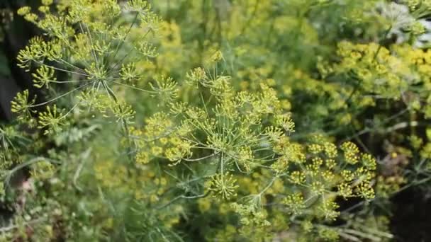 Inflorescences of dill swaying in the wind — Stock Video