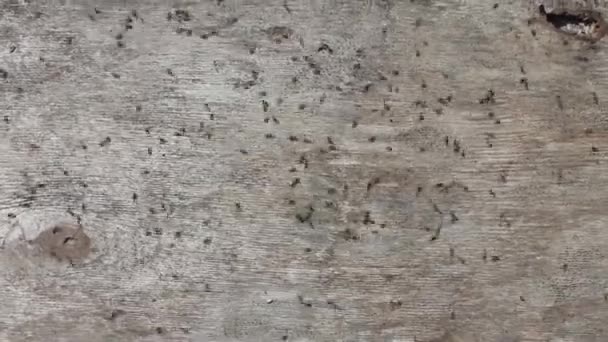 Panik, koşuşturma, acele. karıncalar hızlı koşar — Stok video