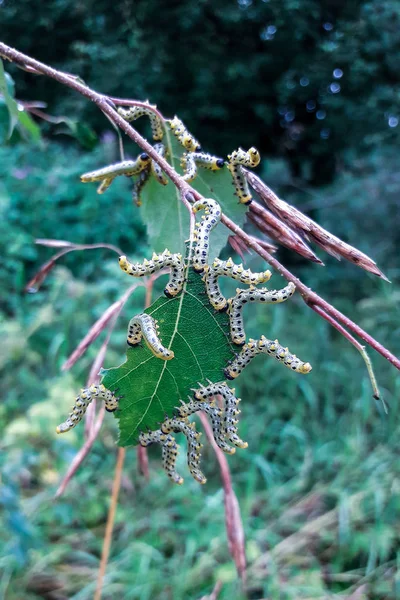 Raupen fressen Birkenblätter. Insekten in der Natur — Stockfoto