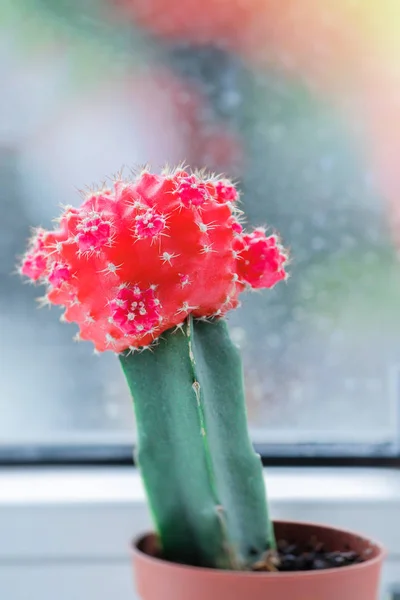 Kaktus Gymnocalycium mihanovichii w doniczce. Hodowla kaktusów — Zdjęcie stockowe