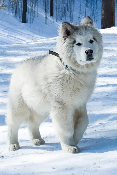 Lindo cachorro blanco, invierno para un paseo —  Fotos de Stock