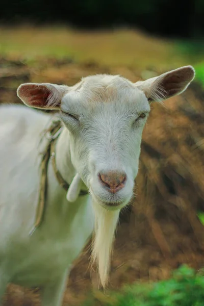 White goat with a beard on a walk, winks his right eye — Stock Photo, Image