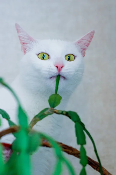 Kjæledyr Skader Hjemmeblomster Ved Spise Dem Hvit Katt Biter Blomst – stockfoto