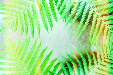 Güzel eğrelti otları yeşil yapraklar bırakır. Güneş ışığında doğal çiçek eğreltiotu arka planı. Boşluğu kopyala, üst görünüm.