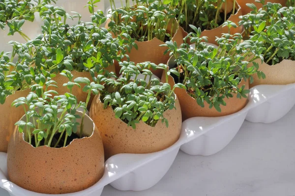 Yumurtada tere tohumu. Yumurta kabuklarında fidanlar ekmek ve evde yararlı mikro-yeşillikler yetiştirmek.