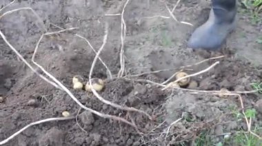 Çiftlik bahçesindeki toprakta organik patates hasadı. Tarım ve tarım kavramı