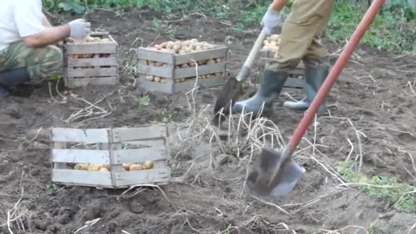 Çiftlik bahçesindeki toprakta organik patates hasadı. Tarım ve tarım kavramı — Stok video