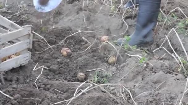 農場の庭の土壌で有機ジャガイモの収穫。農業と農業の概念 — ストック動画