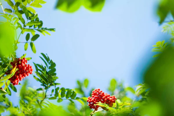 Κόκκινα Φωτεινά Ώριμα Μούρα Rowan Στη Φύση Φθινοπωρινό Φόντο Έννοια — Φωτογραφία Αρχείου