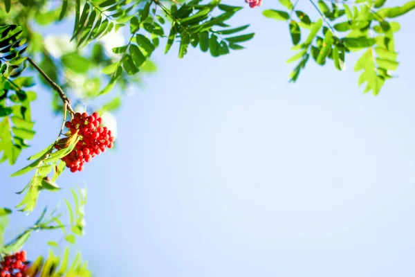 Kırmızı Parlak Olgun Rowan Meyveleri Sonbahar Arka Planında Sonbahar Konsepti — Stok fotoğraf