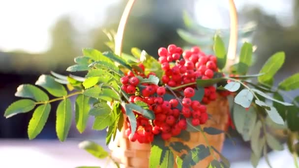 Une branche de Rowan avec un bouquet de baies rouges dans un panier. humeur d'automne — Video