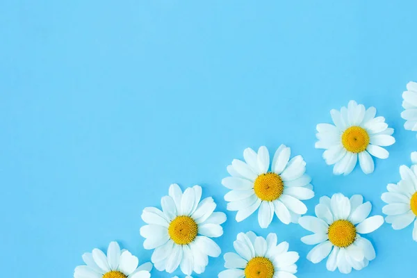 Mavi arka planda beyaz papatya mili. Güzel bahar ya da yaz kompozisyonu, metin için yeri olan tasarım şablonu